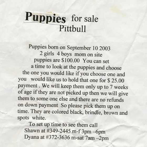 puppies-for-sale-pittbull.jpg