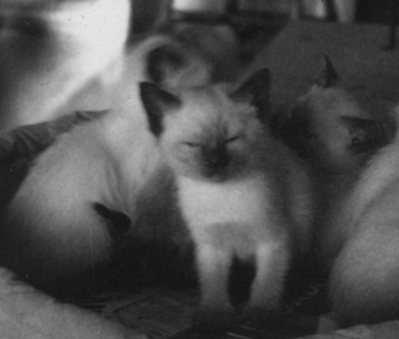 Kittens - frame 1