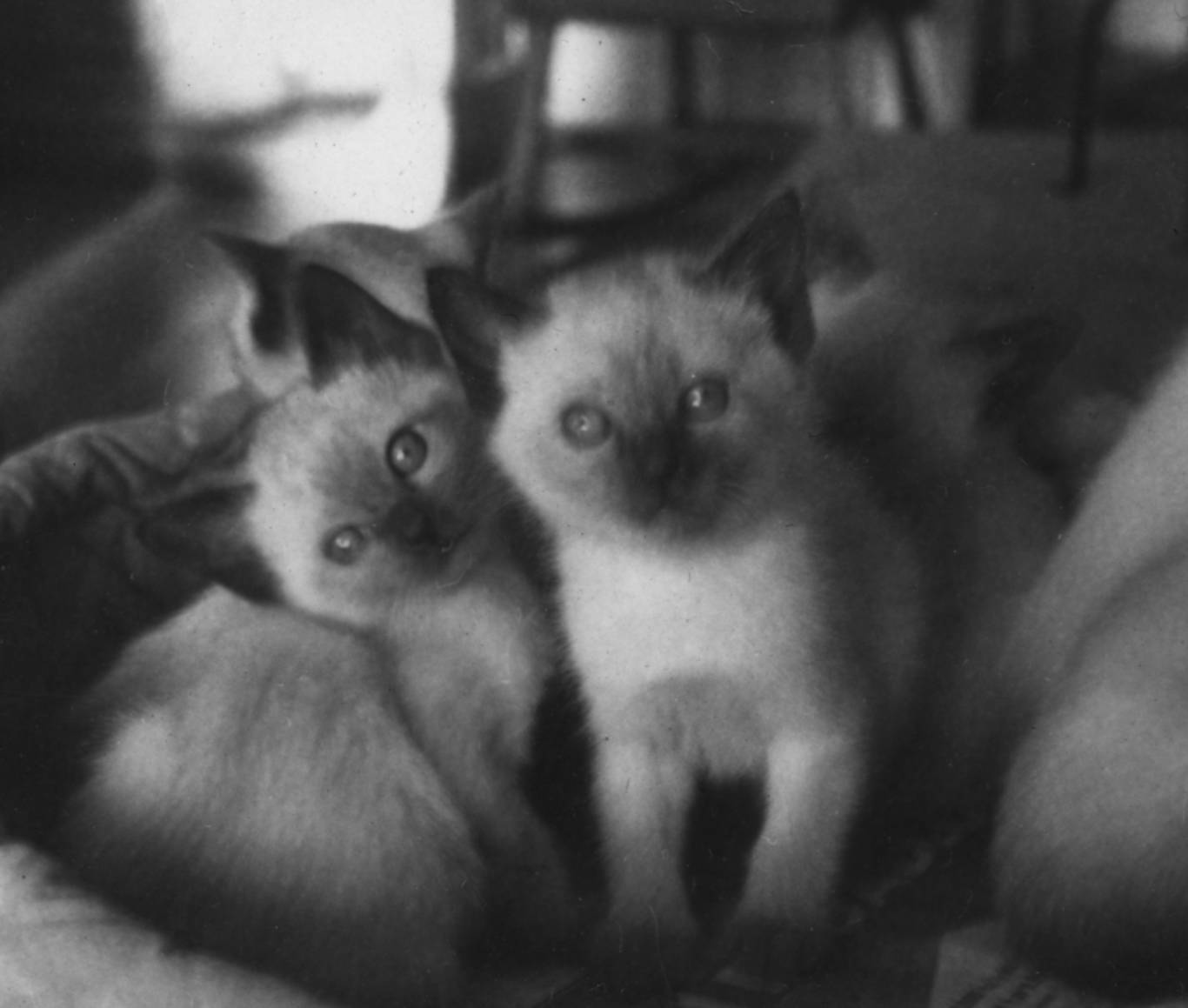 Kittens - frame 2