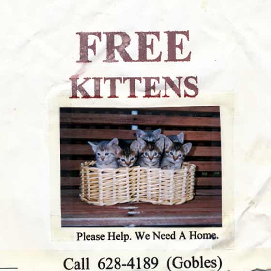 free-kittens-gobles.jpg